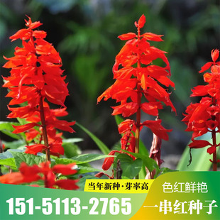 一串红种子矮串红花鼠尾草种子炮仗花景观盆栽花卉种子籽道路园林