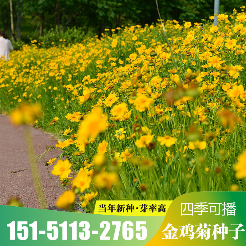大花金鸡菊种子四季种野菊花种子花海绿化多年生宿根花草种子包邮