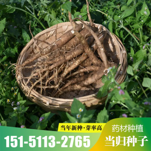 精选当归种子野生中药正品纯新当归种籽中药材种植苗苦参党参种孑