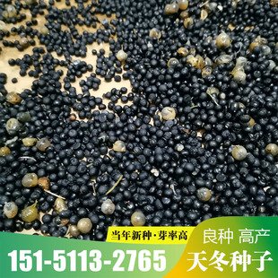 正宗天冬种子云南天门冬种子大天冬种籽天冬籽门冬中药材种子