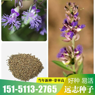 中药材远志种子远志籽药材种子种植简单易活四季播种耐寒耐旱易管