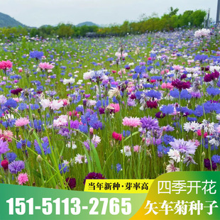 矢车菊种子四季种易活花籽耐寒蓝芙蓉种孑庭院室外花种籽子花种子