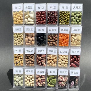 108种透明自封袋装种子墙壁标本展示盒幼儿园科学区展示装饰材料