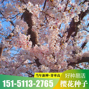 风景大红樱花种子 新采樱花种子 樱花树苗木种子 行道树种子包邮