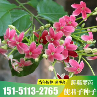 药材花卉种子批发使君子种子芳香植物种子 留求子 史君子 五梭子