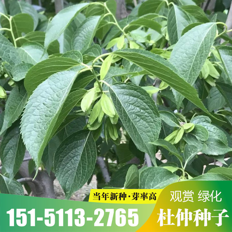 当年新采杜仲树籽中药材优质散装秋季春季播种林木种子绿化植物