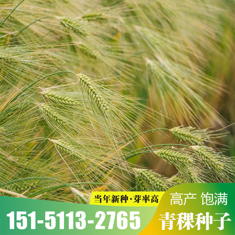 青稞荞麦种子米谷物粗粮发芽种子五谷杂粮种子珍珠麦种子包邮