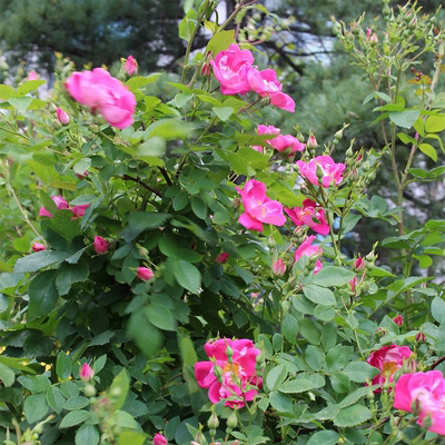 红蔷薇种子 花卉种子 红刺玫种子 红刺梅种子 攀爬绿植 耐寒性强