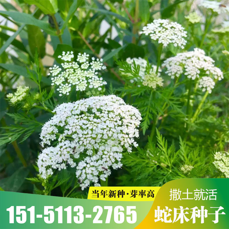 新采蛇床子种子 野胡萝卜子 蛇米 野茴香 蛇珠蛇床籽中草药包邮
