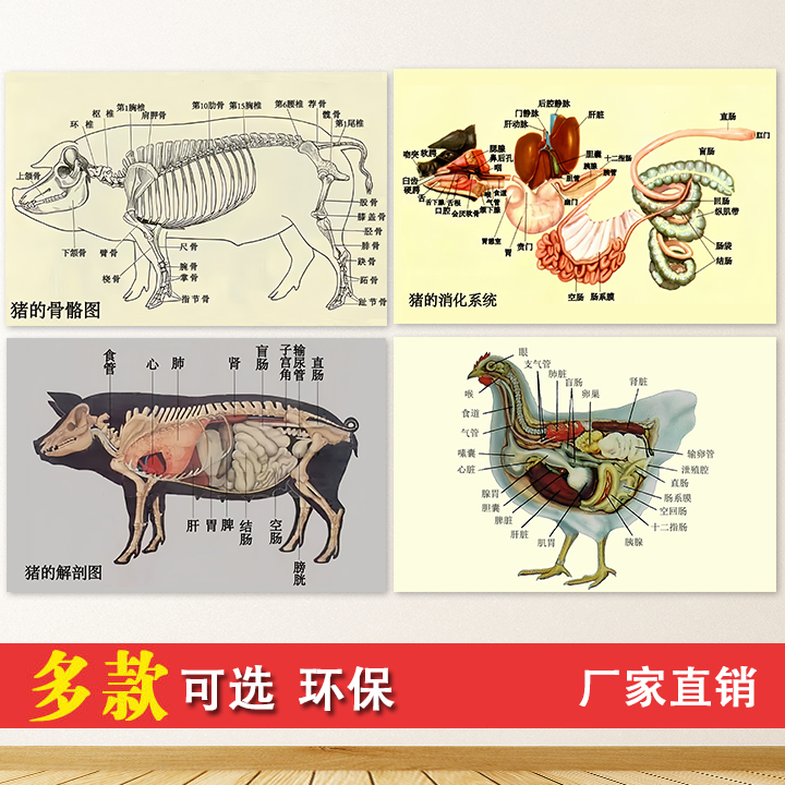 猪的解剖图消化系统挂图自粘画动物诊所兽药店贴墙画KT板画定制