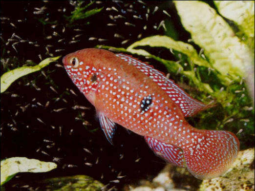 热带鱼 观赏鱼 红宝石鱼 短鲷类 鲷科鱼 淡水鱼 慈鲷 宝石鱼