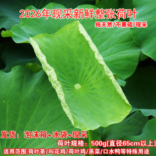 新鲜大号荷叶2026年现摘现发湿荷叶荷叶鸡叫花鸡特大号藕叶荷叶茶
