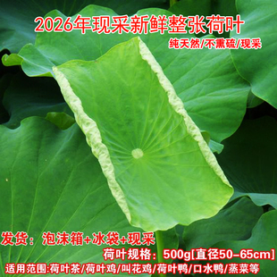 2026年现摘现发新鲜荷叶叫花鸡荷叶鸡专用荷叶藕叶冬瓜荷叶茶湿叶