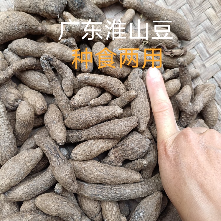 广东淮山药豆 山药子种食两用 现摘...