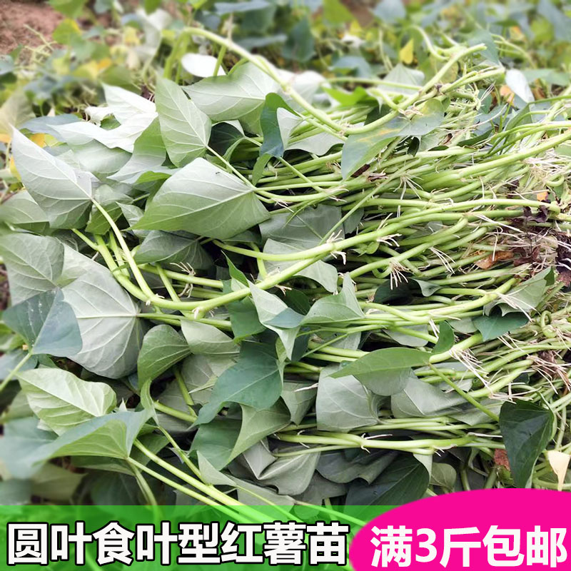 广东专吃叶子的红薯苗种食叶型红薯苗秧地瓜叶番薯叶种植