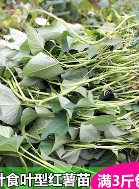 广东专吃叶子的红薯苗种 食叶型红薯苗秧 地瓜叶 番薯叶种植