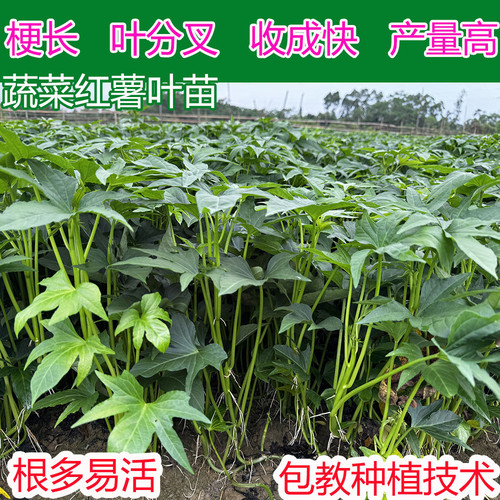 广东食用红薯苗种 专吃叶子红薯秧 地瓜叶苗苕尖苗阳台庭院种植