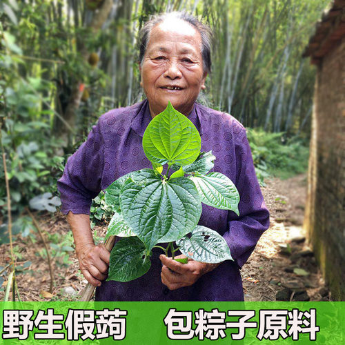 野生蛤篓叶假蒟叶急捞500g炒田螺