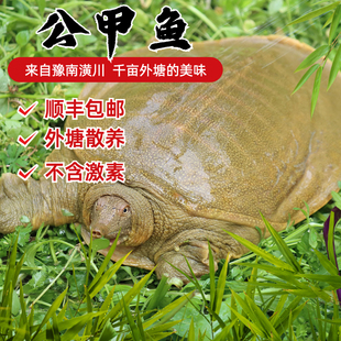 顺丰包邮公甲鱼外塘鲜活甲鱼青黄背甲鱼中华鳖甲鱼水鱼王八老鳖