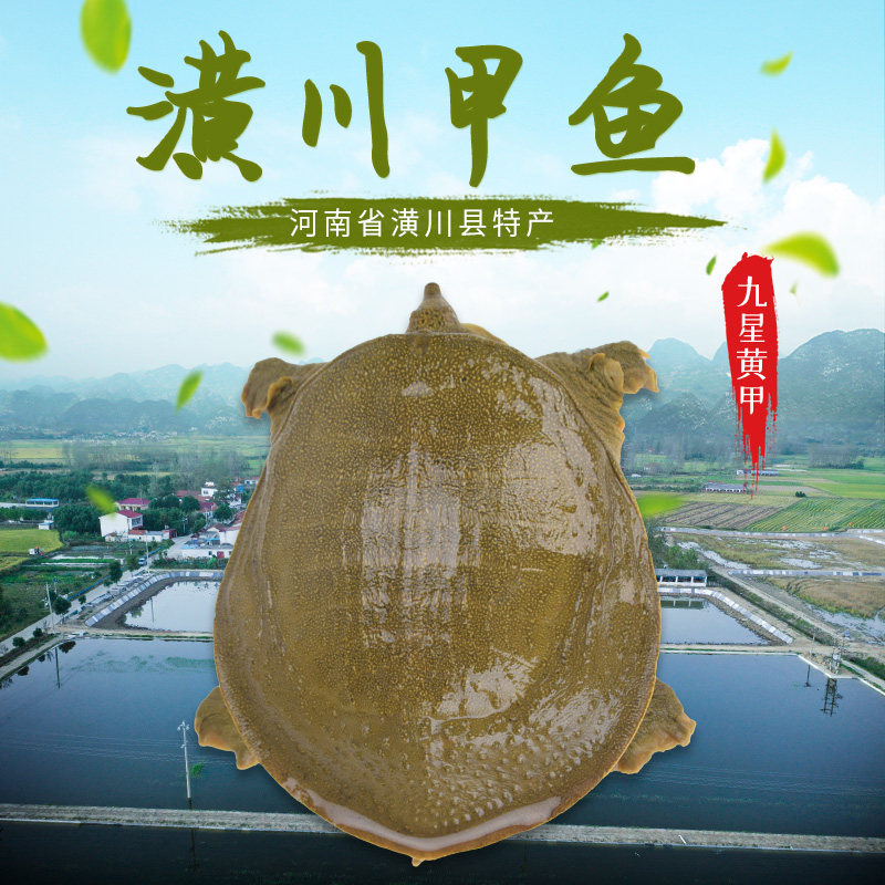 鲜活甲鱼外塘散养甲鱼青黄背甲鱼中华鳖食用老鳖水鱼团鱼王八鲜活