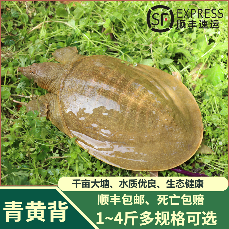 活甲鱼外塘甲鱼青黄背甲鱼中华鳖食用老鳖水鱼团鱼王八鲜活甲鱼