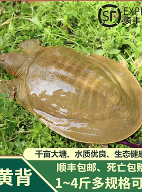活甲鱼外塘甲鱼青黄背甲鱼中华鳖食用老鳖水鱼团鱼王八鲜活甲鱼
