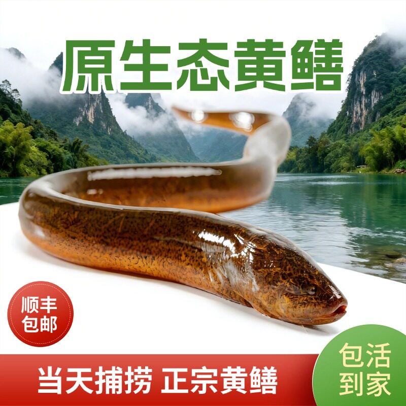 鲜活鳝鱼原生态黄鳝当天捕捞正宗活体鳝鱼顺丰包邮鳝鱼肉黄鳝鲜活