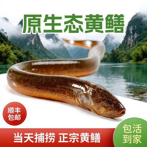 鲜活鳝鱼原生态黄鳝当天捕捞正宗活体鳝鱼顺丰包邮鳝鱼肉黄鳝鲜活