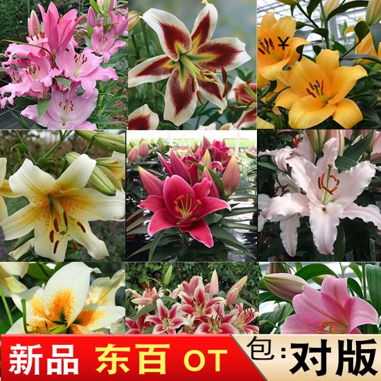 进口对版浓香大花香水百合花种球家庭园艺懒人花高档好养易活植物