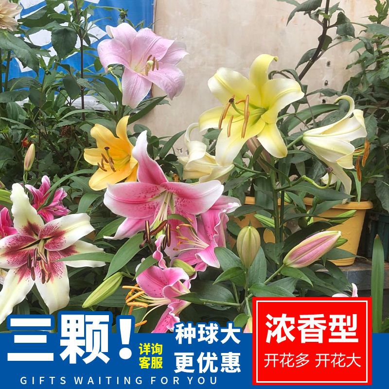 荷兰纯进口种球不用春化繁殖力强图片
