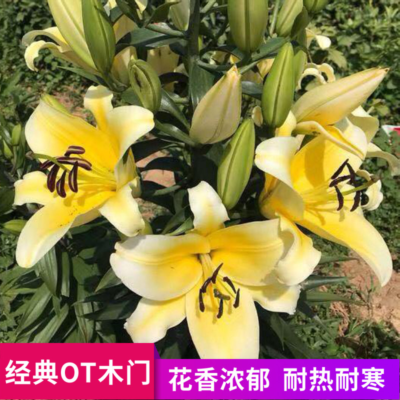 醉美云南ot木门经典香水百合花种球球大花多庭院阳台盆栽四季百合