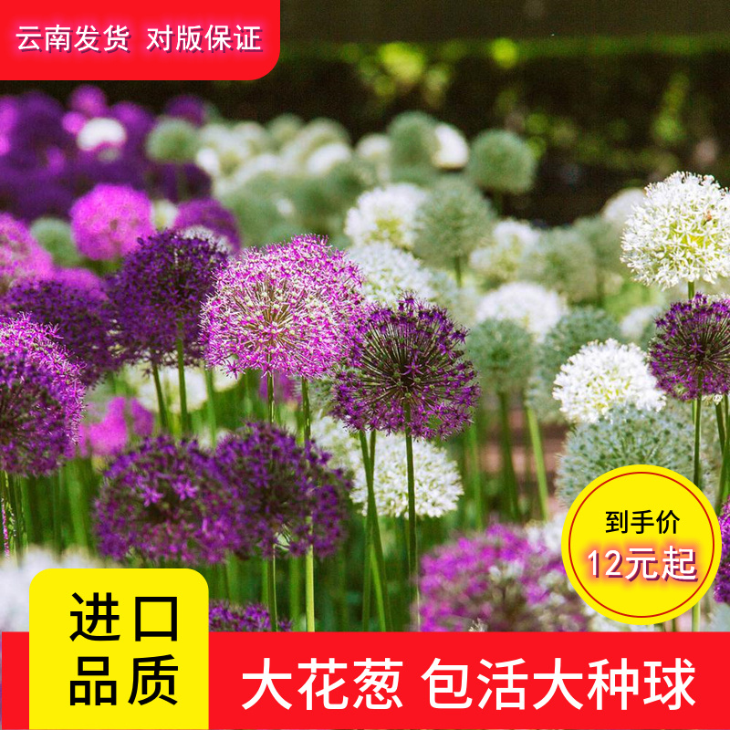 现货进口大花葱大使种球吉安花绒球葱庭院盆栽园艺绿化花镜