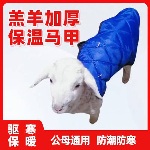 羔羊用保暖马甲新生小羊羔大羊用