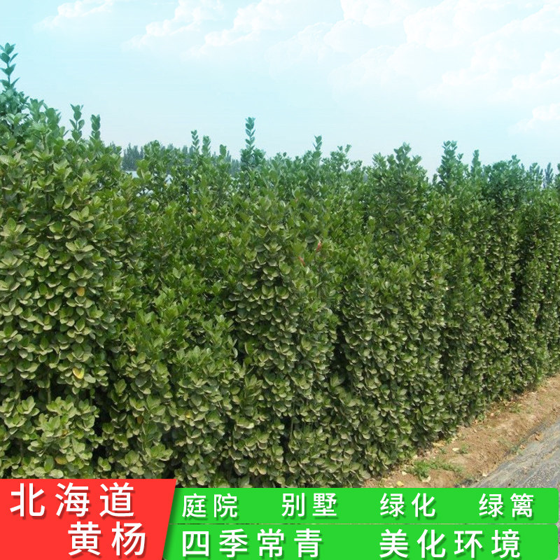 北海道黄杨苗绿化围墙法国冬青树苗四季常青庭院绿篱树苗篱笆植物