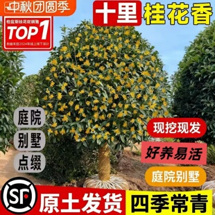 金桂桂花树大树室外别墅庭院阳台地栽南北方种植耐寒树苗四季常青