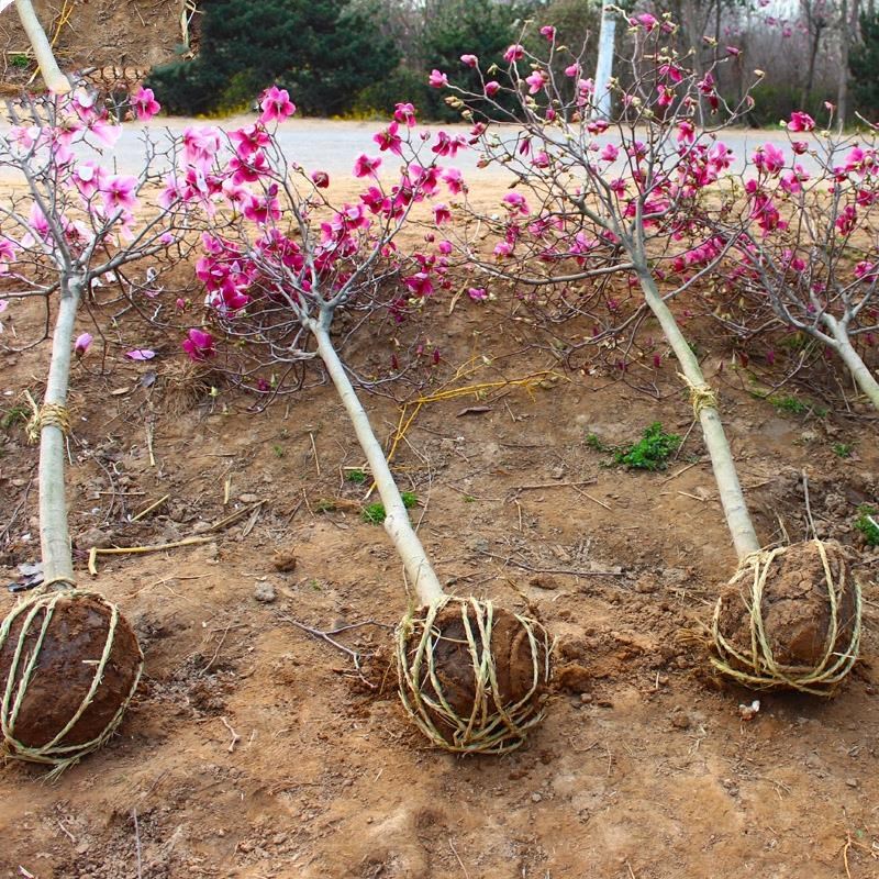 庭院植物观花植物玉兰树苗玉兰花苗玉兰小苗紫玉兰红玉兰苗玉兰苗