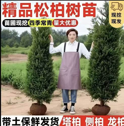 树苗侧柏宝塔四季常青