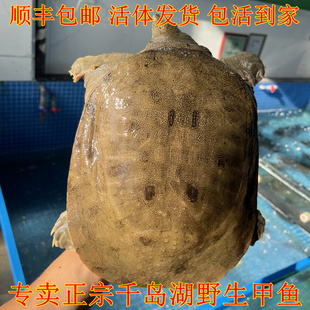 正宗千岛湖野外自然生长甲鱼大裙边甲鱼鲜活团鱼老甲鱼清水鳖老鳖