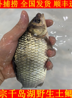 正宗千岛湖鲫鱼新鲜活鱼土鲫鱼淡水无激素非养殖原生态鲫鱼小鲫鱼