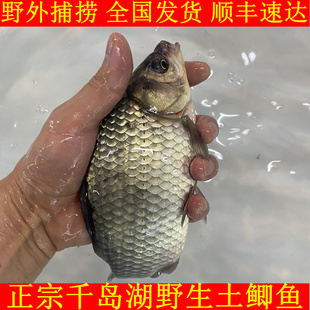 正宗千岛湖鲫鱼新鲜活鱼土鲫鱼淡水无激素非养殖原生态鲫鱼小鲫鱼