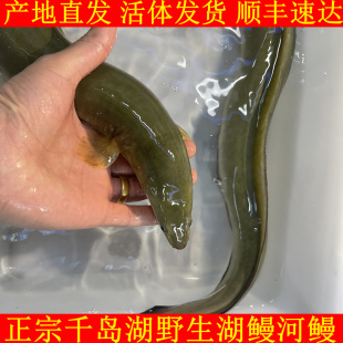 正宗千岛湖野外河鳗鱼溪鳗湖鳗鱼鲜活淡水白鳝鱼鳗鲡青鳗白鳗整条
