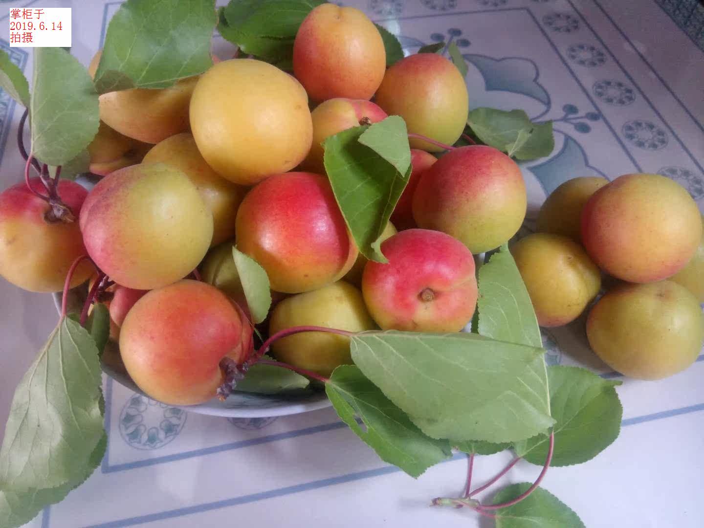 Gansu Qingyang County specialty fresh Fruit 2 Early adoptersin the Aquatic meat/Fresh fruits and vegetables/Cooked , Fresh fruit , Other  category - from Buy2taobao.com to provide professional Taobao agent buy service