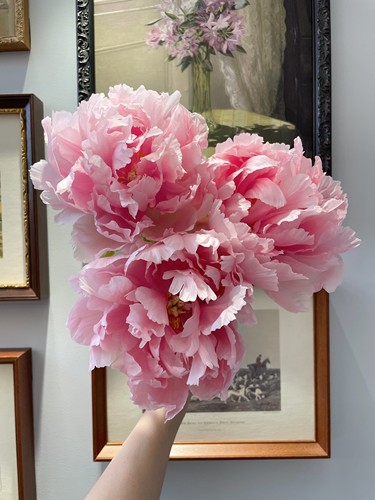 正宗洛阳牡丹鲜切花重瓣大花现采