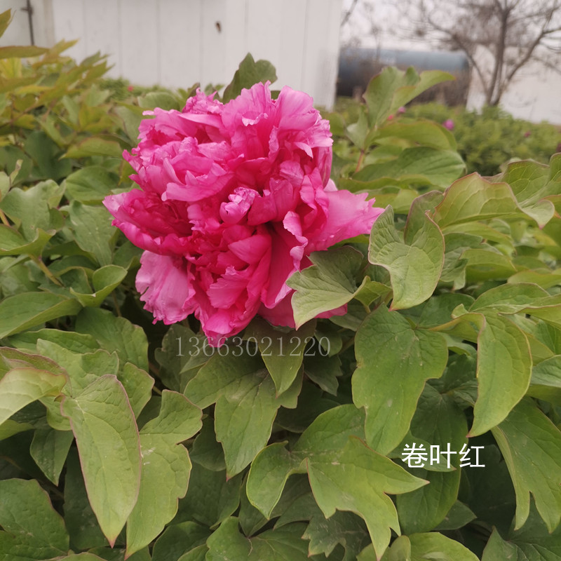 【卷叶红】 正宗河南洛阳精品观赏牡丹花苗大花重瓣对版地庭院