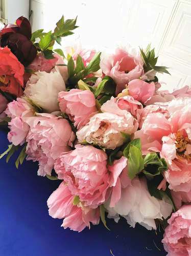 牡丹花鲜切花现货洛阳基地现采现发鲜观赏重瓣大花顺丰特快包邮