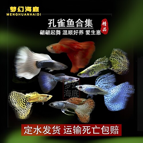 孔雀观赏鱼小型淡水好养纯种繁殖