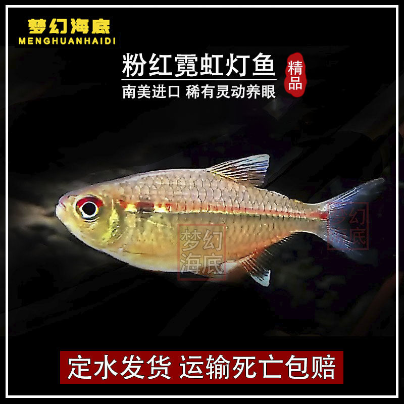 粉红霓虹灯鱼南美稀有淡水鱼进口灯鱼草缸群游灯鱼群游好可混养