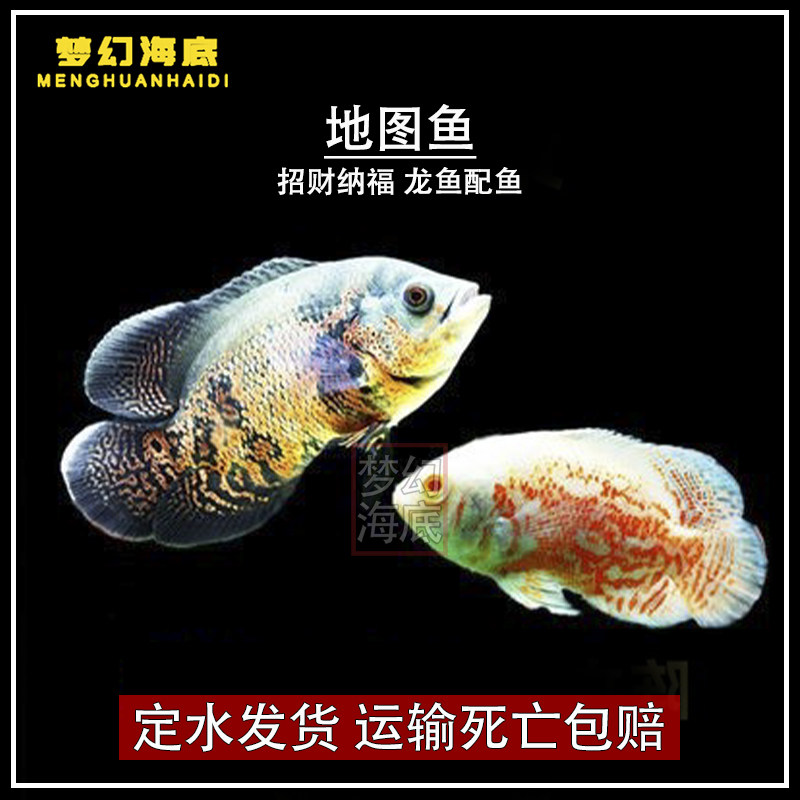 中大型热带观赏鱼淡水鱼黑地图白底图招财鹦鹉鱼活体宠物龙鱼配鱼