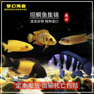 非洲坦鲷三湖慈鲷六间珍珠蝴蝶金头虎卷贝壳黄金天堂鸟黄帆布隆迪