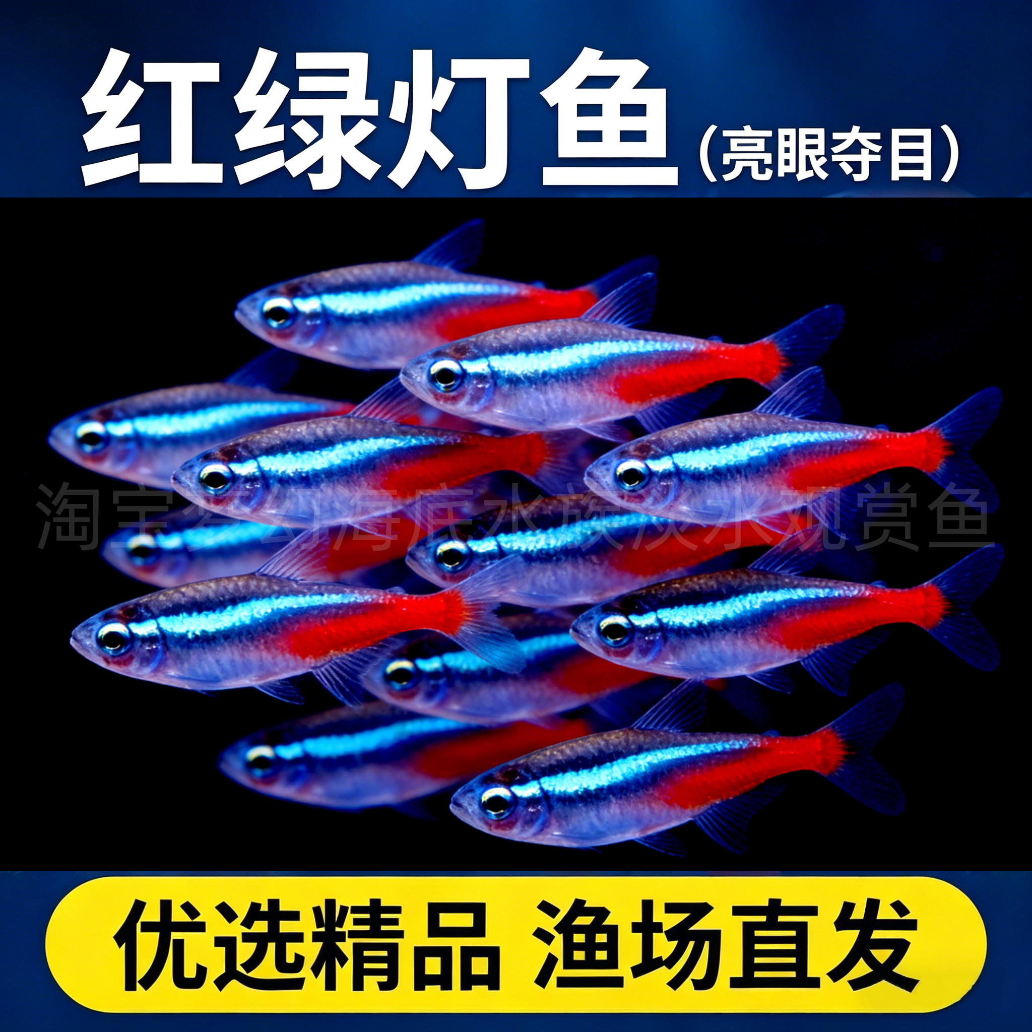红绿灯小型灯科鱼孔雀鱼热带观赏鱼淡水宝莲灯鱼活体斑马鱼群游鱼